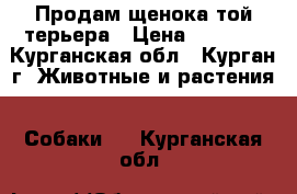  Продам щенока той-терьера › Цена ­ 4 000 - Курганская обл., Курган г. Животные и растения » Собаки   . Курганская обл.